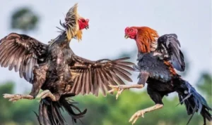 đá gà Sabong tại 88CLB